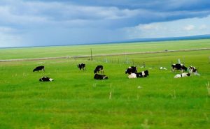 群星《草原歌曲大全》500首歌曲精选合集打包【高品质MP3-320K-4.23GB】百度网盘下载-28音盘地带